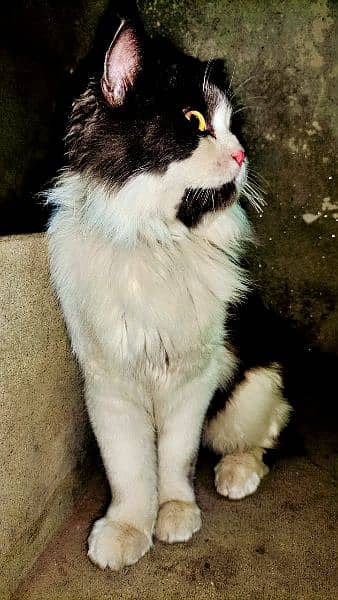 Persian Male Cat 7