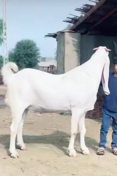 Rajan Puri bakra qurbani ka lagne wala for sale/03257992099 - Others ...