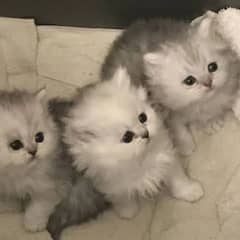 Pure Persian kittens avb