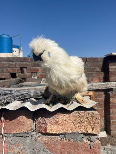 silkie and Desi hens 9
