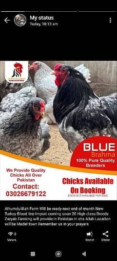 Blue and black Brhama Pair and chicks 0