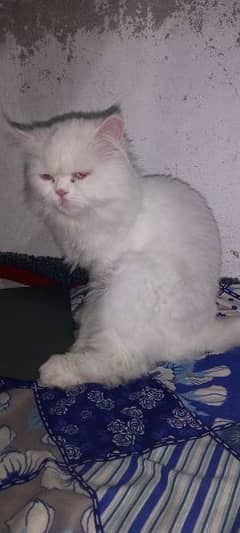 Persian cat for sale 03258228778