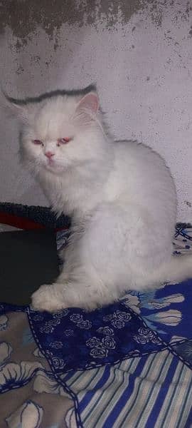 Persian cat for sale 03258228778 0