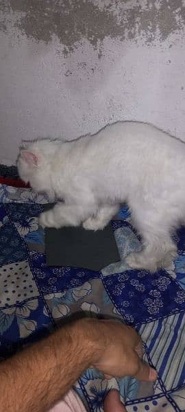 Persian cat for sale 03258228778 1