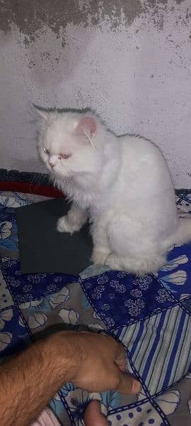 Persian cat for sale 03258228778 2