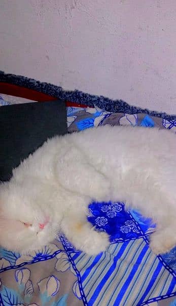 Persian cat for sale 03258228778 3