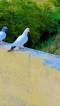 pigeon pair  for sale