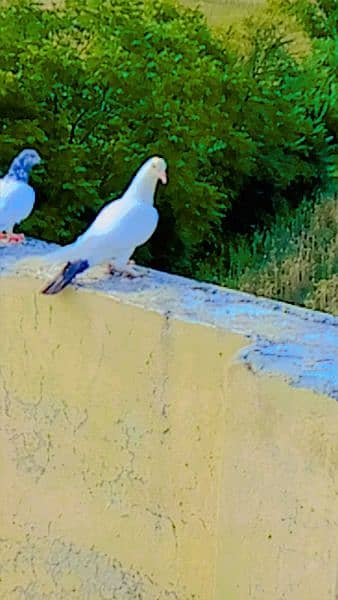 pigeon pair  for sale 0