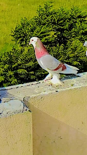 pigeon pair  for sale 1
