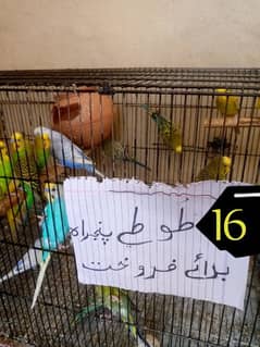 16 Parrot With Pinjra For Sale