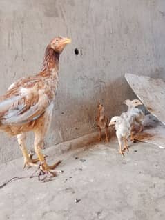 One hen and 4 kids