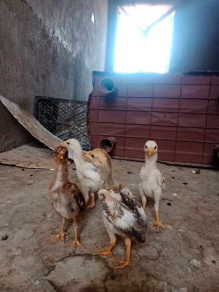 One hen and 4 kids 4