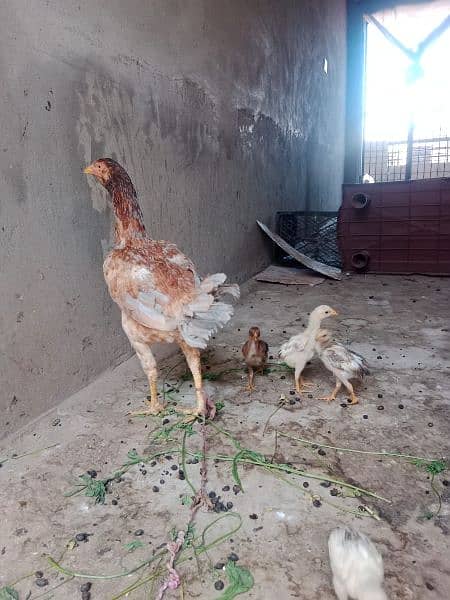 One hen and 4 kids 6
