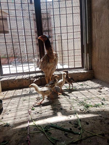 One hen and 4 kids 9