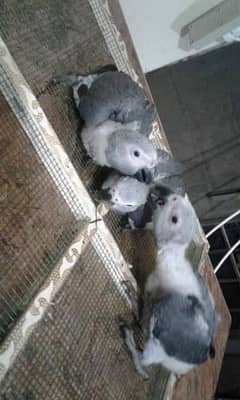 African grey parrot chicks for sale 0346-4249-367