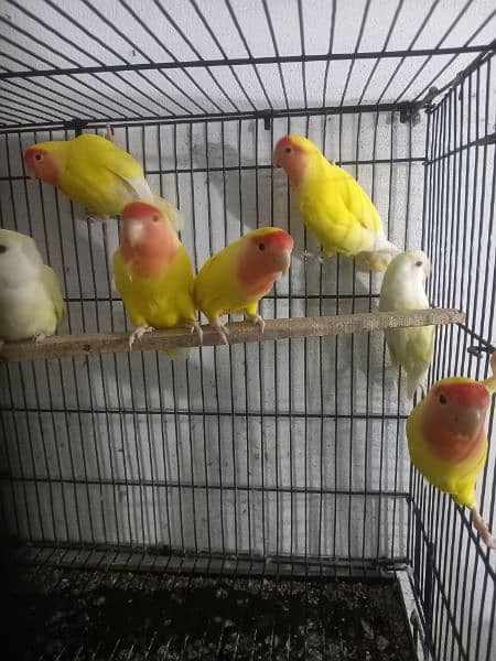 love birds 8