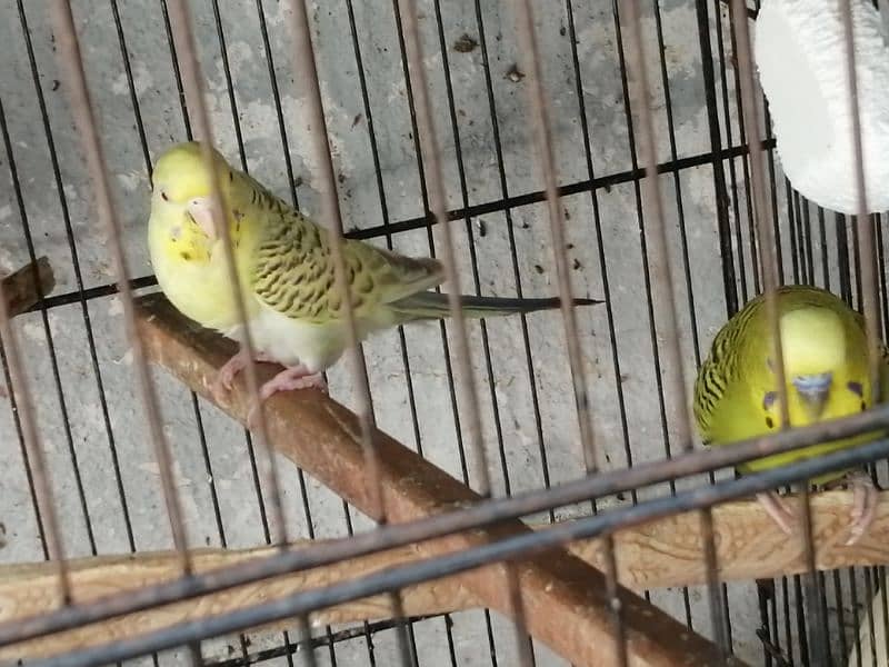 Beautiful Mature Budgies fast breader. cage is also available 4