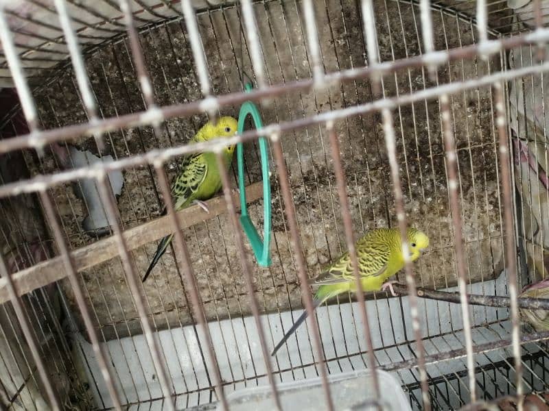 Beautiful Mature Budgies fast breader. cage is also available 5