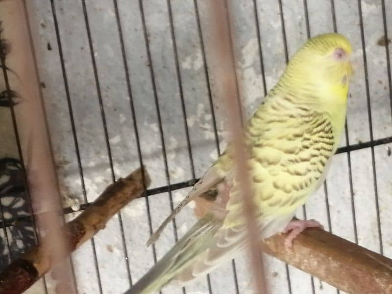 Beautiful Mature Budgies fast breader. cage is also available 6
