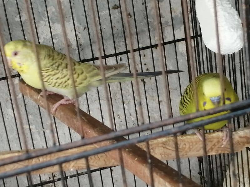 Beautiful Mature Budgies fast breader. cage is also available 7