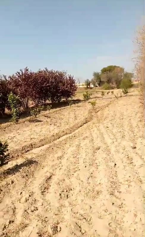 550 Kanal Agriculture Land For Sale Balkasar Chakwal 7