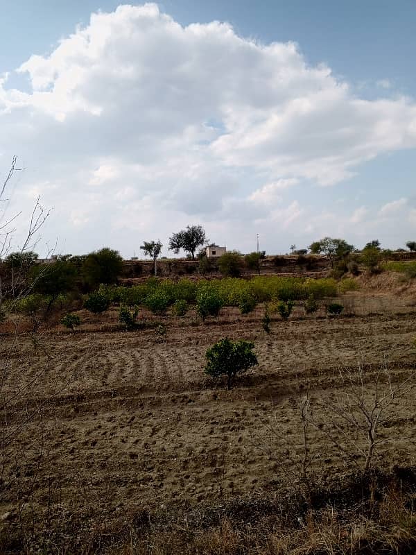 550 Kanal Agriculture Land For Sale Balkasar Chakwal 13