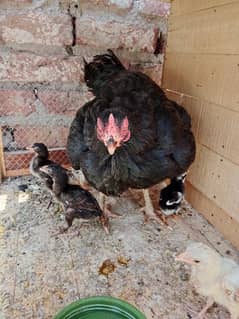 Aseel chicks for sale 0