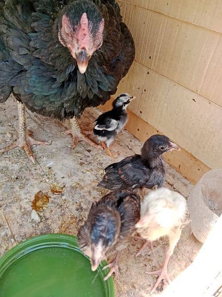 Aseel chicks for sale 4