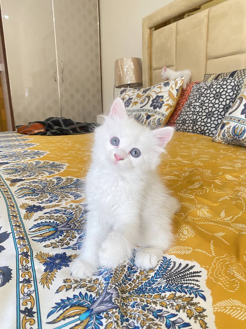 Persian kittens 4