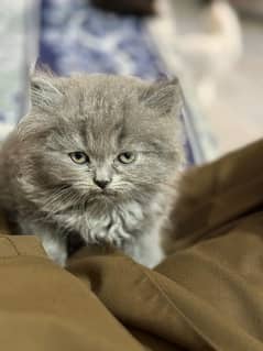 Cute Persian Cat | Punch Face Kitty | Grey Eyes