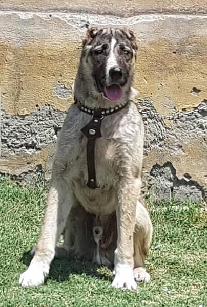 king alibai full security dog males 5 mohtn for sale 0
