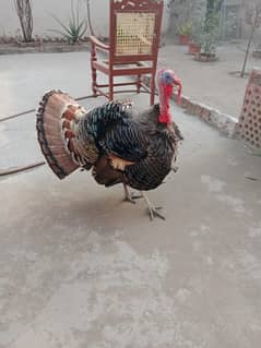 Turkey Bird/Male Turkey Bird/Turkey/Turkey Bird for Sale
