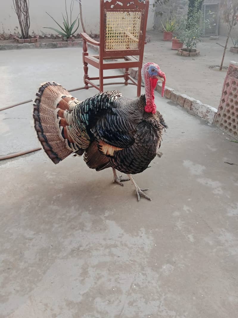 Turkey Bird/Male Turkey Bird/Turkey/Turkey Bird for Sale 0