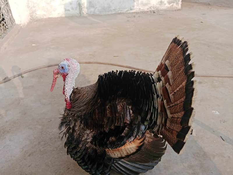 Turkey Bird/Male Turkey Bird/Turkey/Turkey Bird for Sale 1