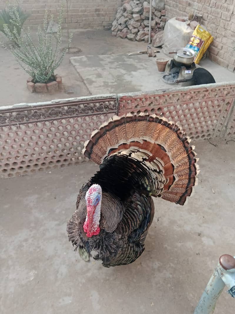 Turkey Bird/Male Turkey Bird/Turkey/Turkey Bird for Sale 2