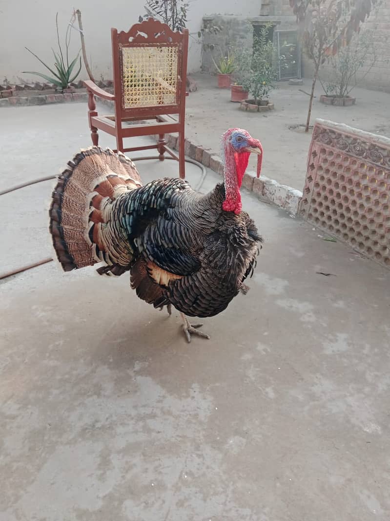 Turkey Bird/Male Turkey Bird/Turkey/Turkey Bird for Sale 5