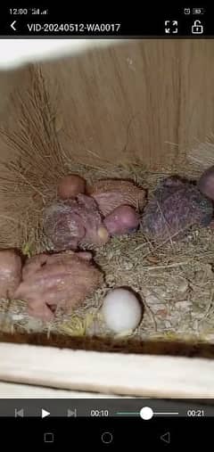 lotino breeder pair with chicks