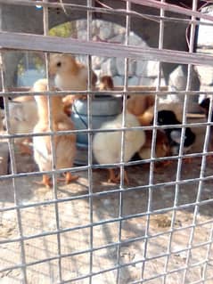aseel chicks eggs & rabbits