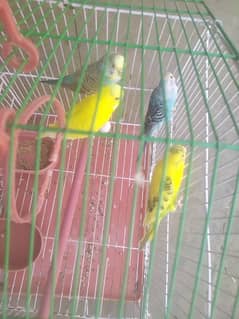 4 Australian birds with cage and hogo pair out class quality