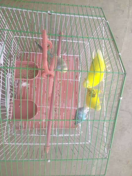 4 Australian birds with cage and hogo pair out class quality 1