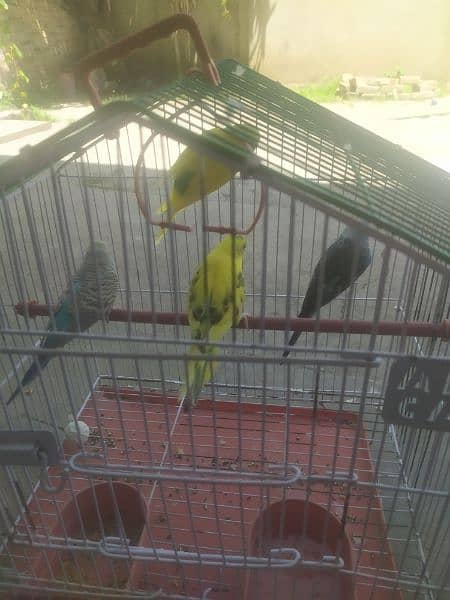 4 Australian birds with cage and hogo pair out class quality 2