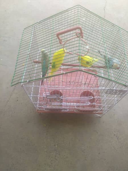 4 Australian birds with cage and hogo pair out class quality 3