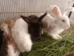 fancy angora rabbits and  line head rabbits for sale