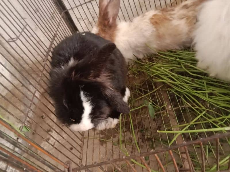 fancy angora rabbits and  line head rabbits for sale 1