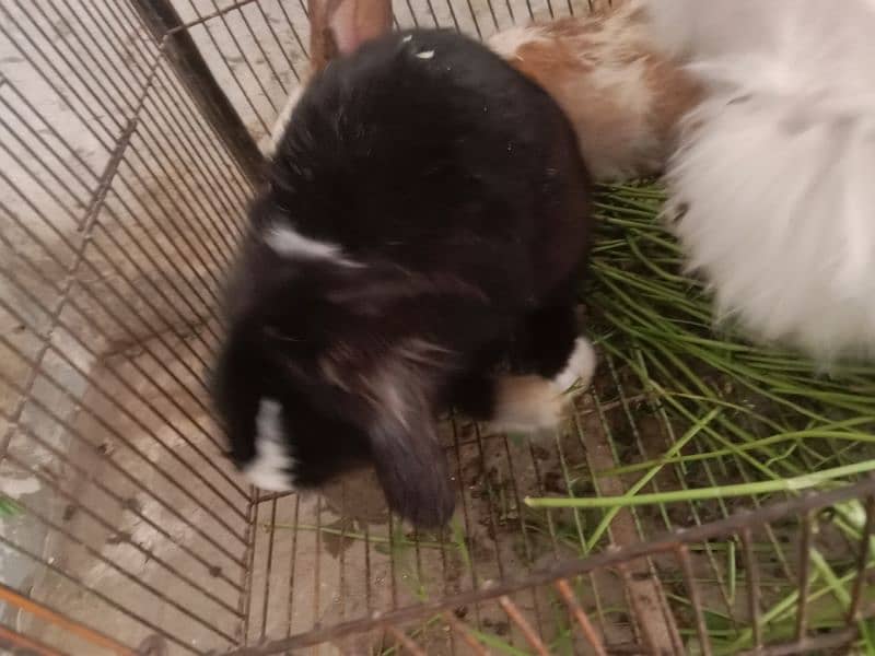 fancy angora rabbits and  line head rabbits for sale 2