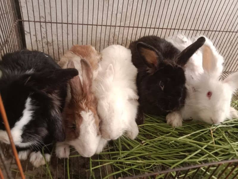 fancy angora rabbits and  line head rabbits for sale 3