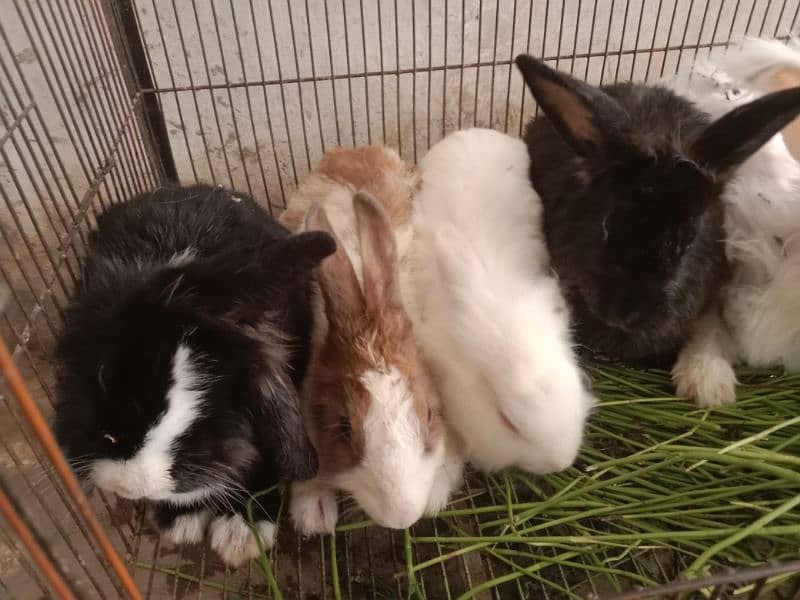 fancy angora rabbits and  line head rabbits for sale 4