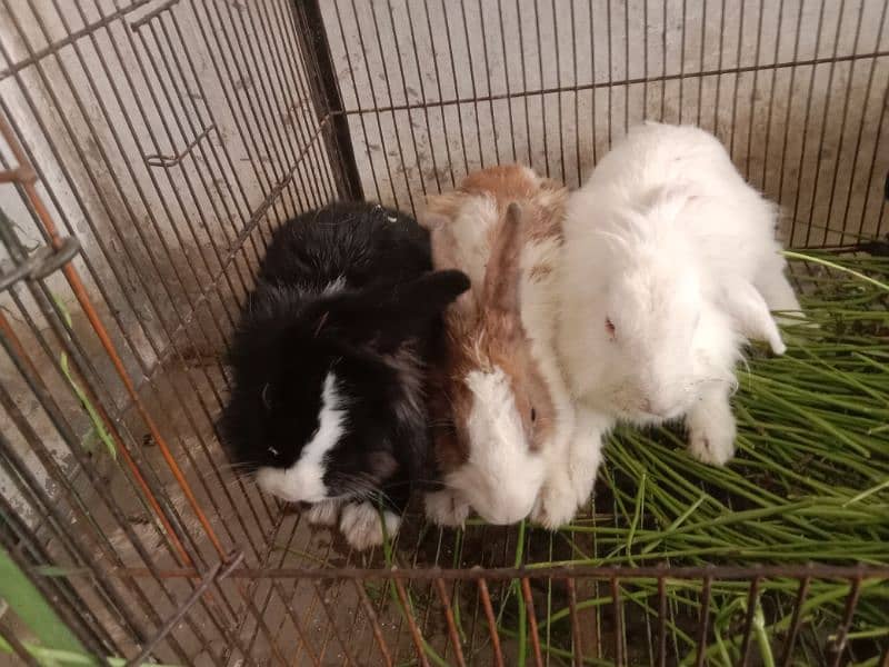 fancy angora rabbits and  line head rabbits for sale 5