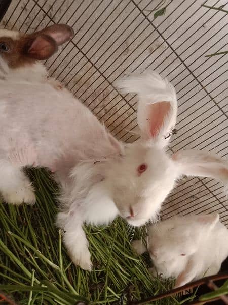 fancy angora rabbits and  line head rabbits for sale 6
