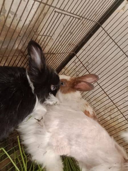 fancy angora rabbits and  line head rabbits for sale 7